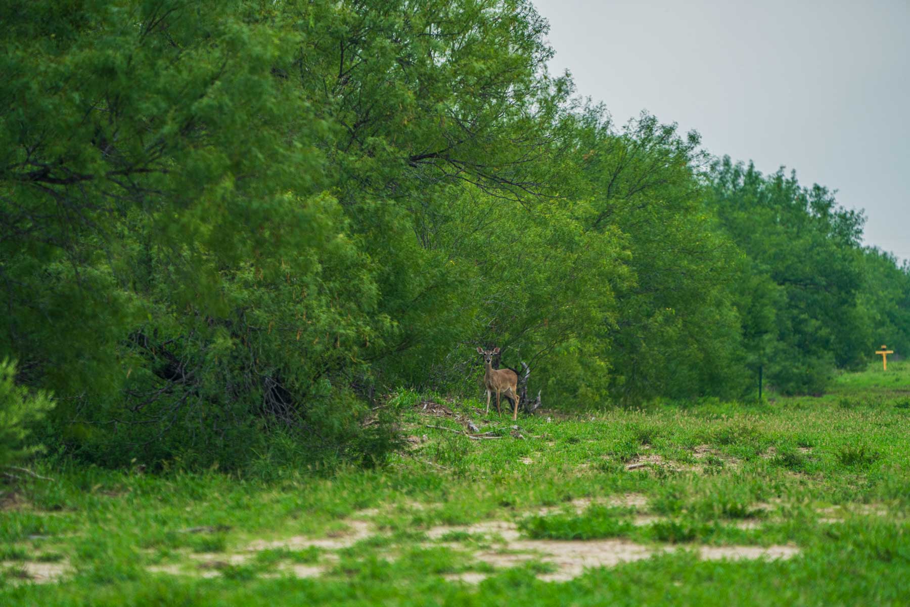 Dos Presas Ranch property picture 12 of 66
