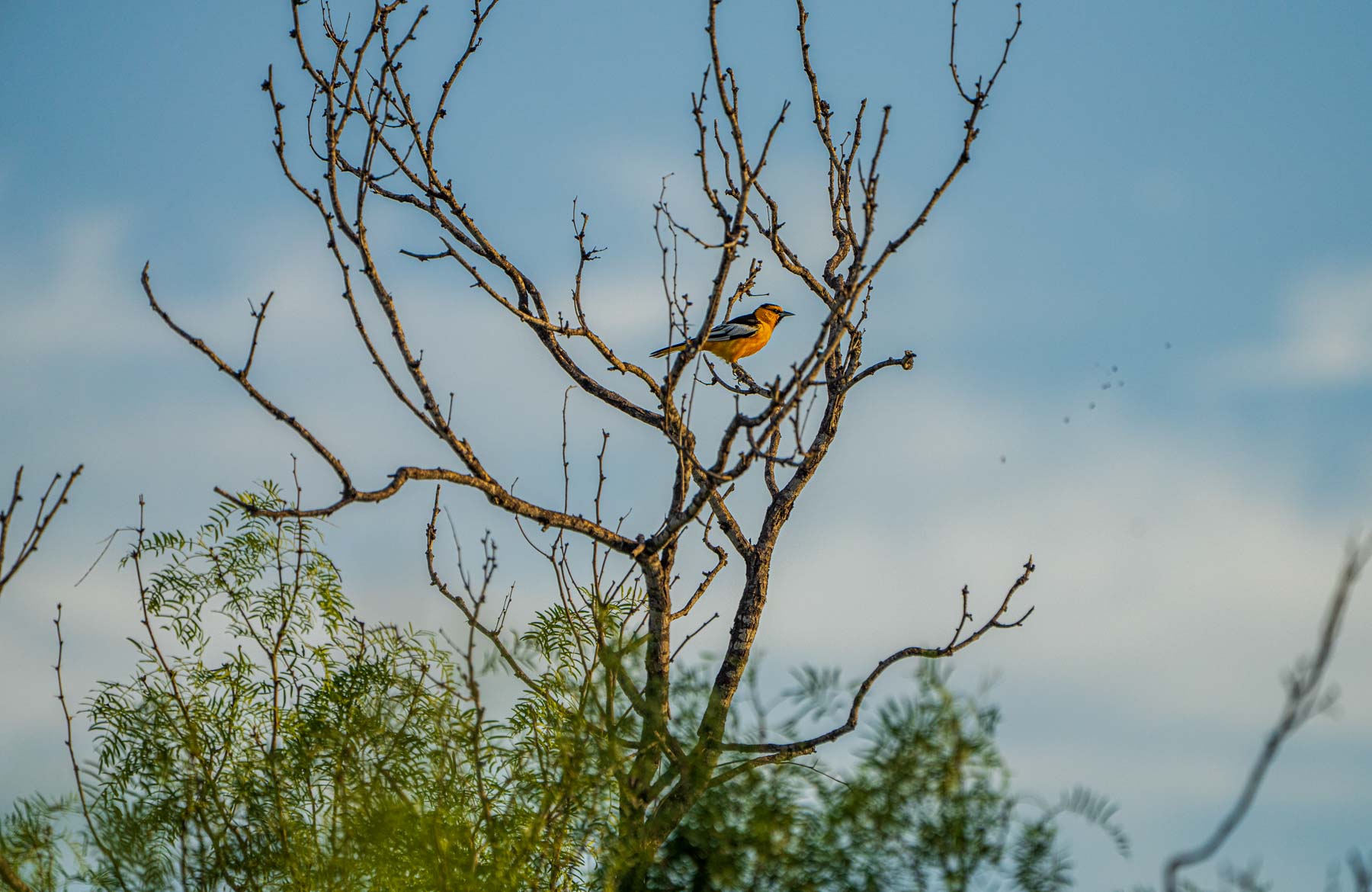 Dos Presas Ranch property picture 60 of 66