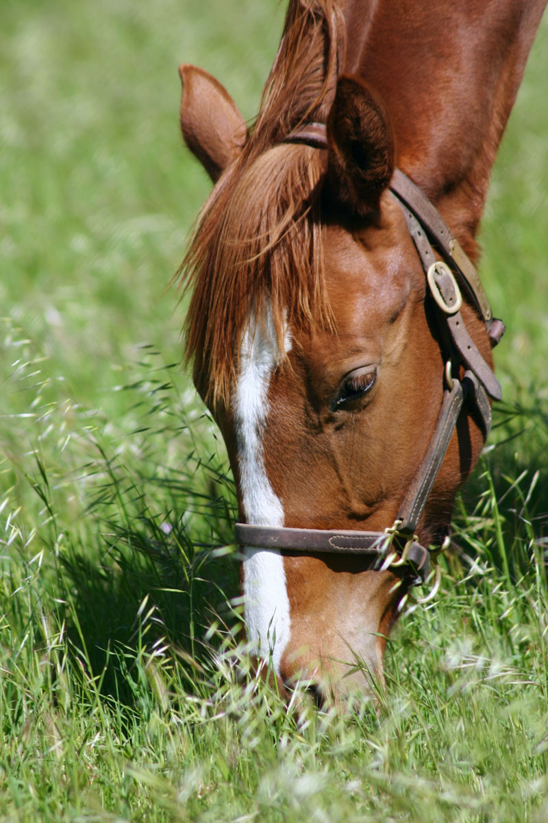 Rancho Temescal property picture 27 of 72