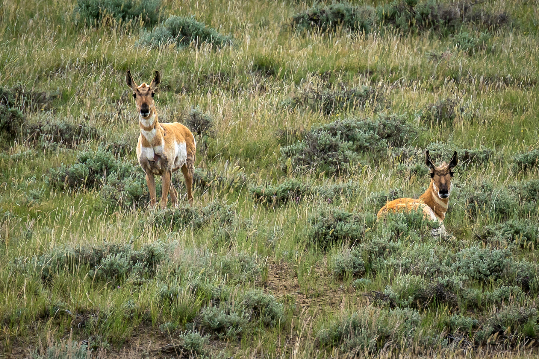 Machino Spring Ranch property picture 14 of 14