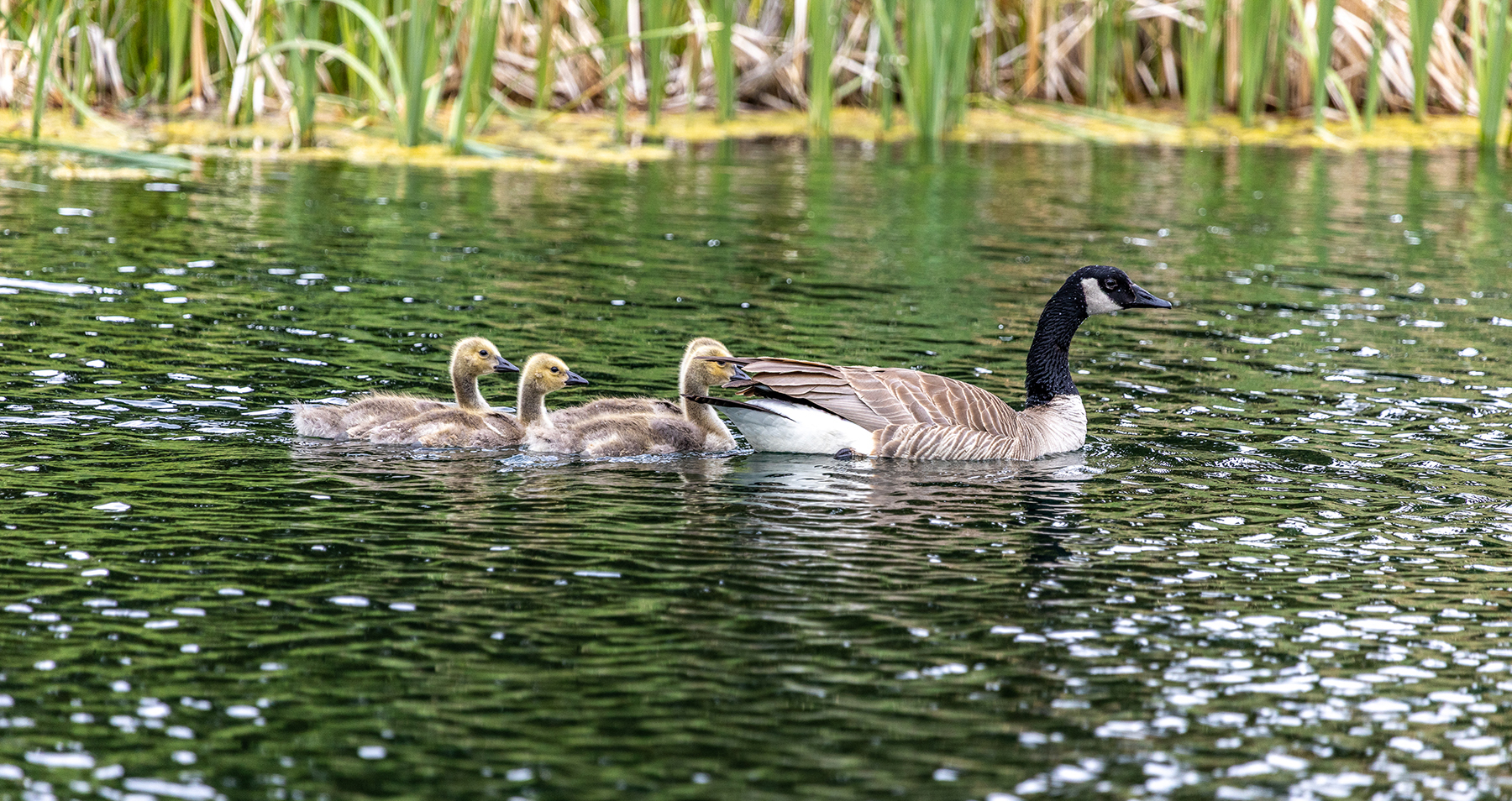 Porcupine Creek Homestead property picture 53 of 60