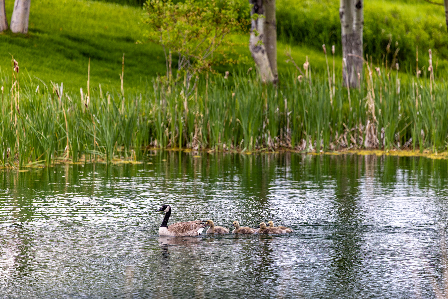 Porcupine Creek Homestead property picture 35 of 60