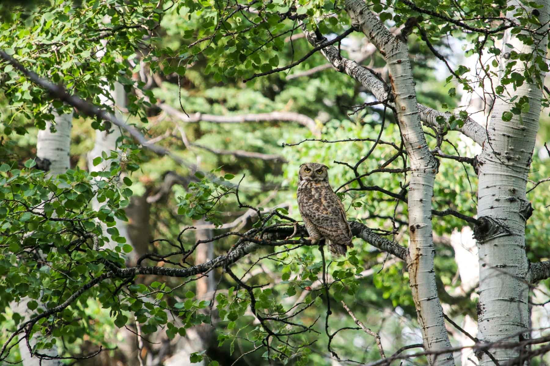 Middle Creek Ranch property picture 51 of 97