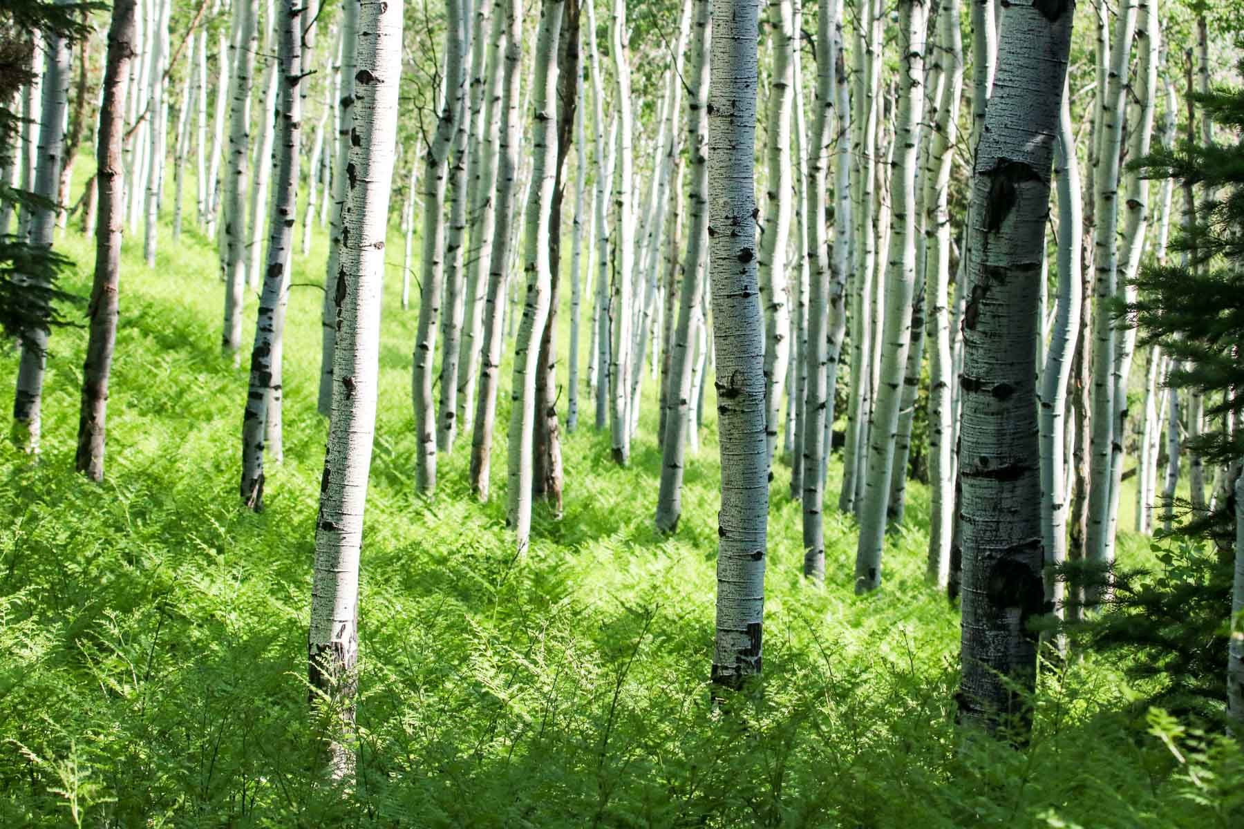 Middle Creek Ranch property picture 66 of 97