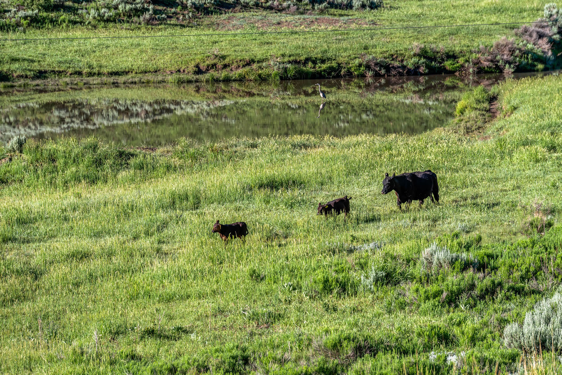 Middle Creek Ranch property picture 28 of 97