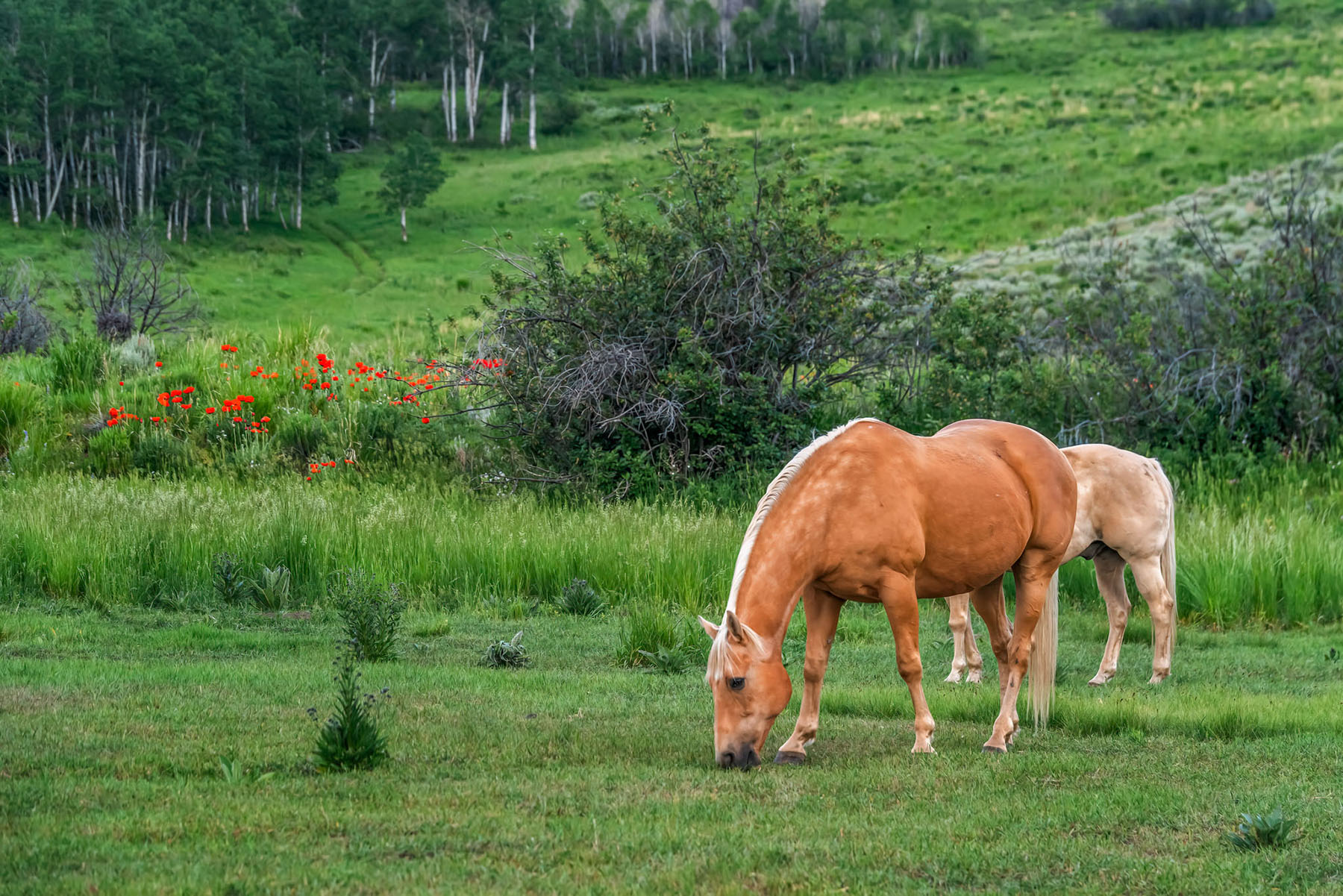 Middle Creek Ranch property picture 19 of 97