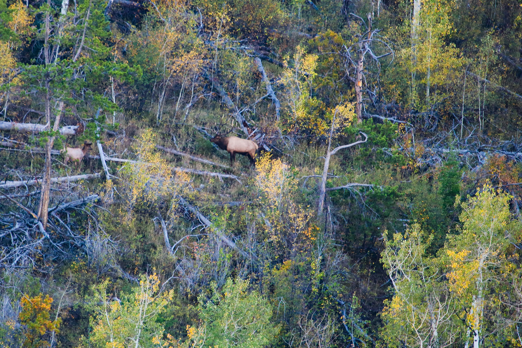 Middle Creek Ranch property picture 111 of 111