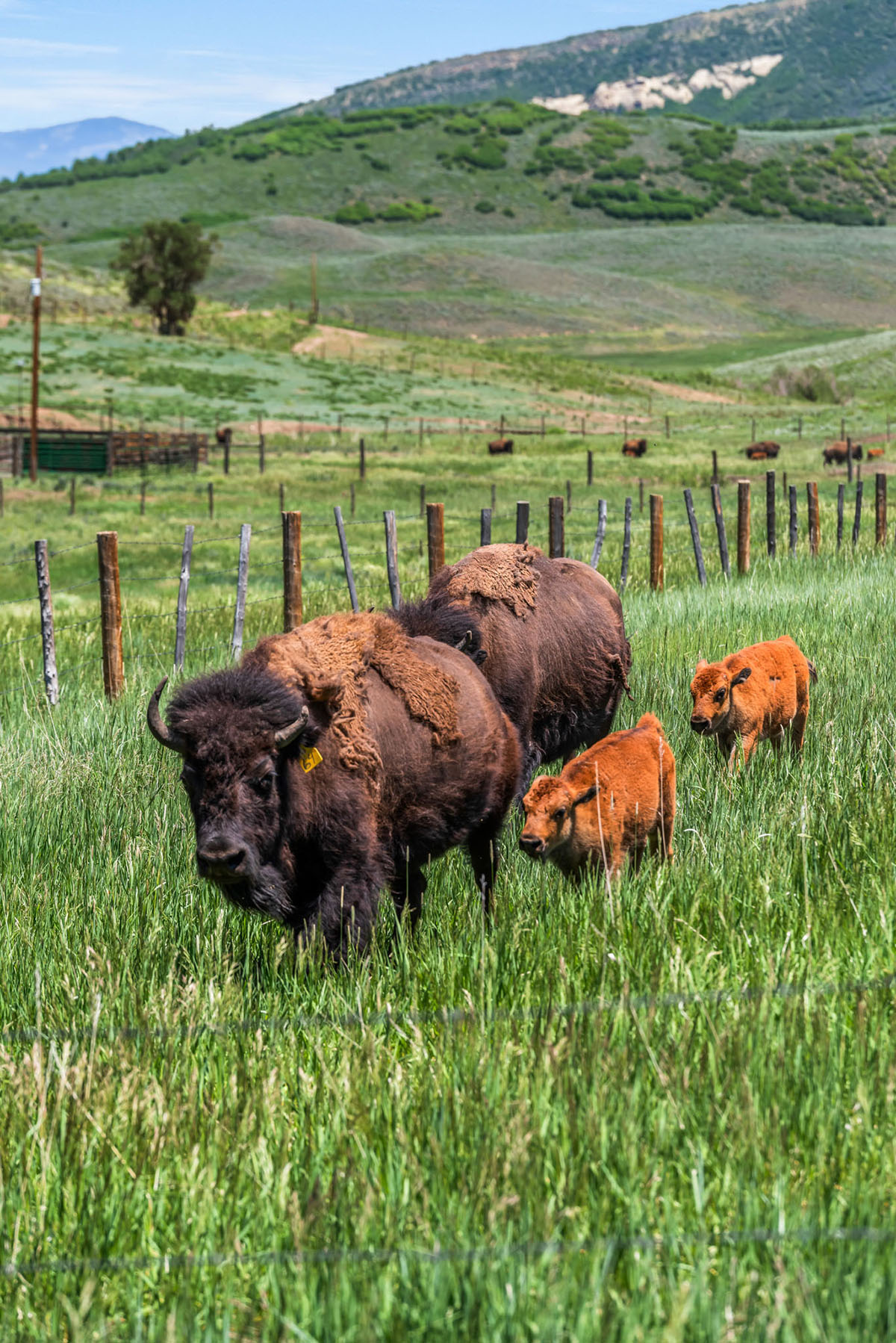 Middle Creek Ranch property picture 43 of 97