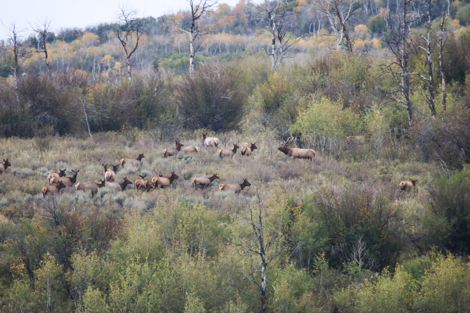 Middle Creek Ranch property picture 109 of 111