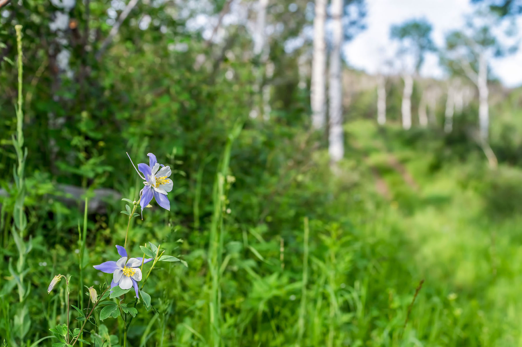 Middle Creek Ranch property picture 30 of 97