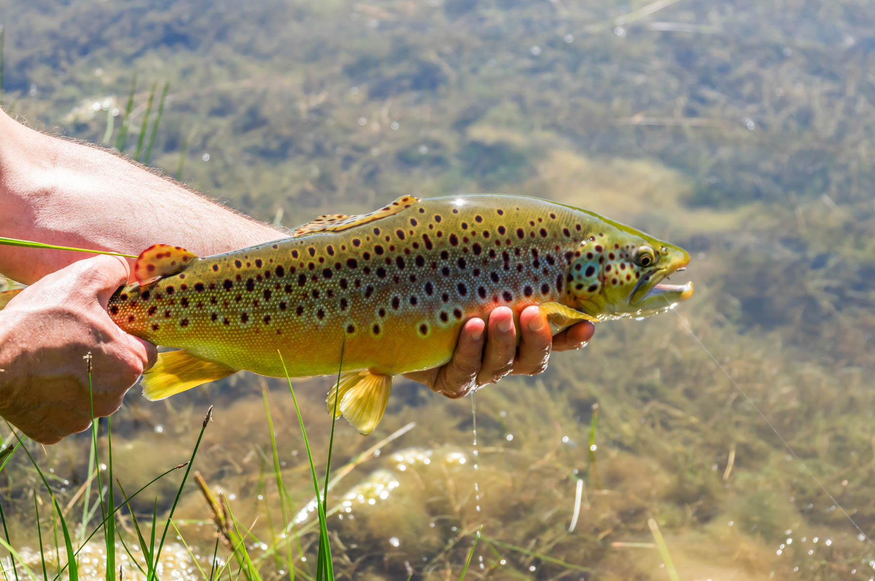 Middle Creek Ranch property picture 8 of 97