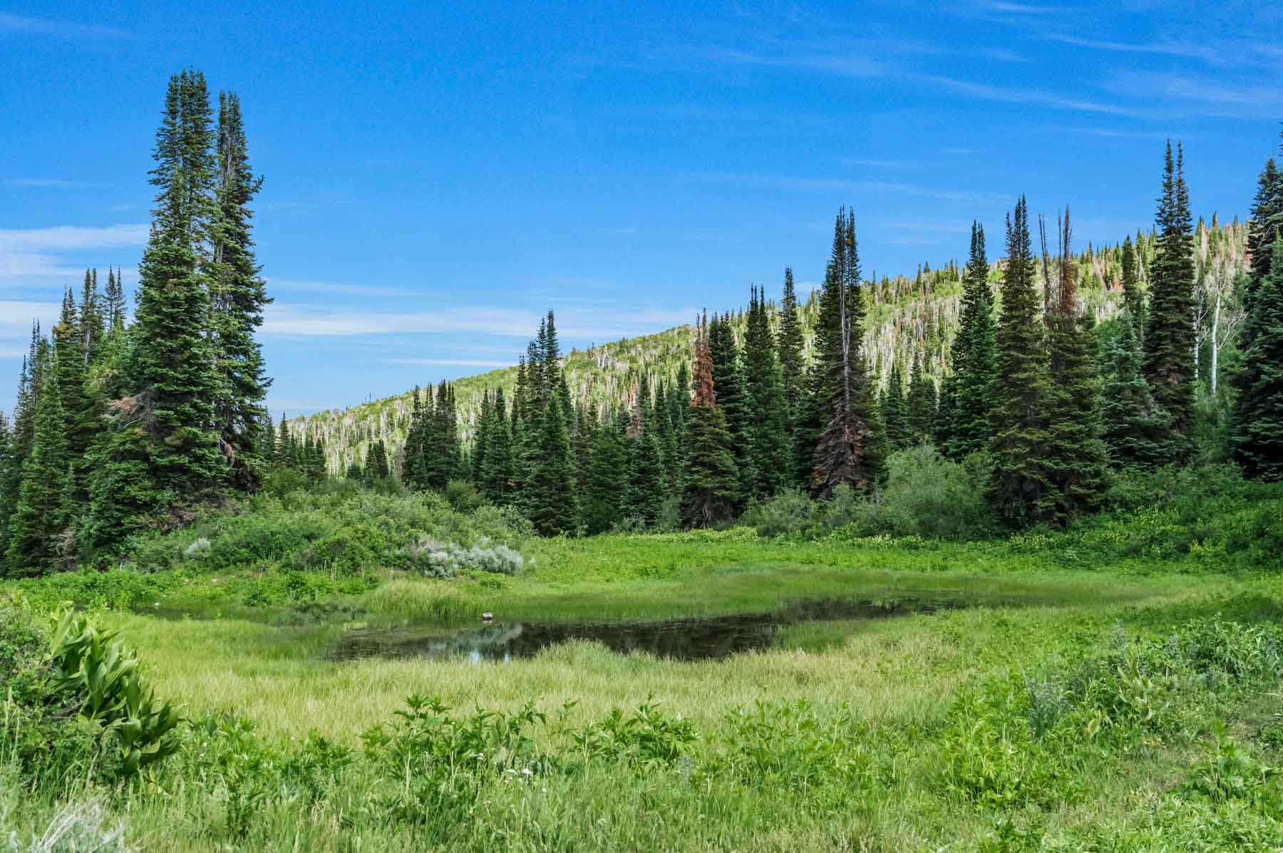 Middle Creek Ranch property picture 36 of 97