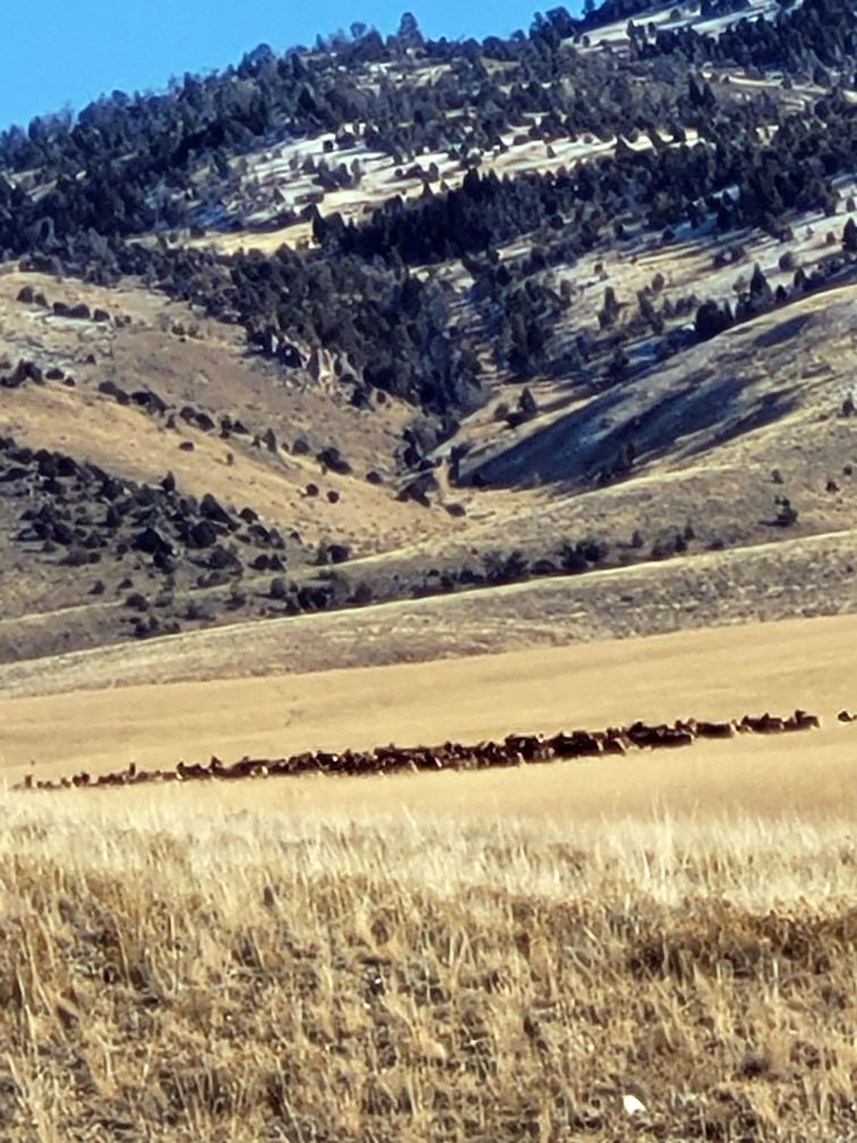 Axes Canyon Hunting Getaway property picture 6 of 28