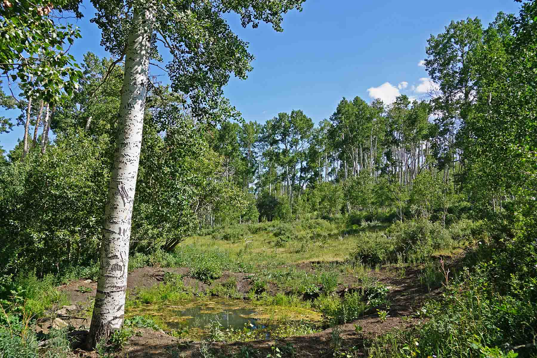 Ranch on Sweetwater property picture 78 of 88