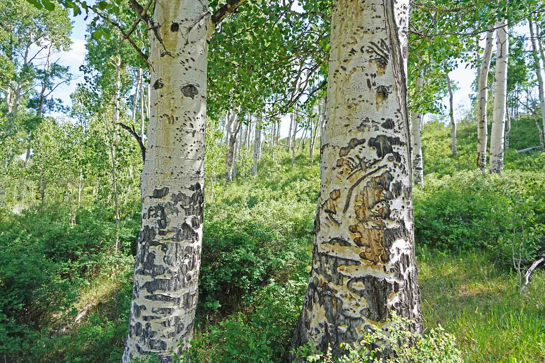 Ranch on Sweetwater property picture 79 of 88