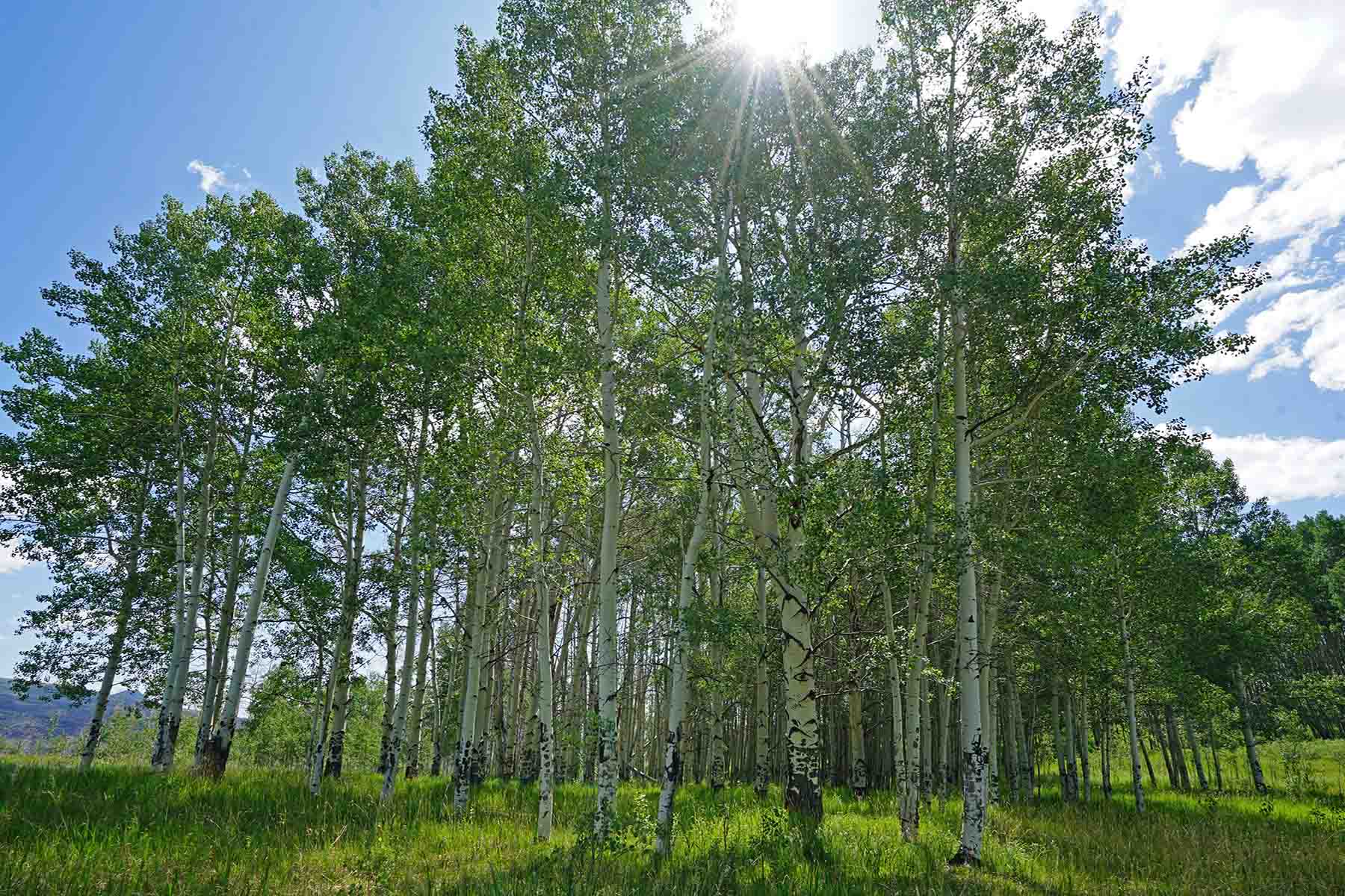 Ranch on Sweetwater property picture 42 of 88