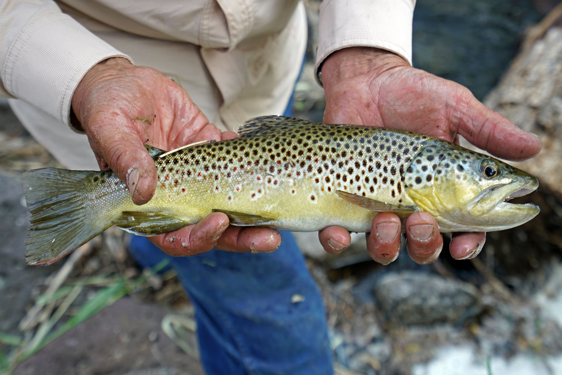 Ranch on Sweetwater property picture 32 of 88