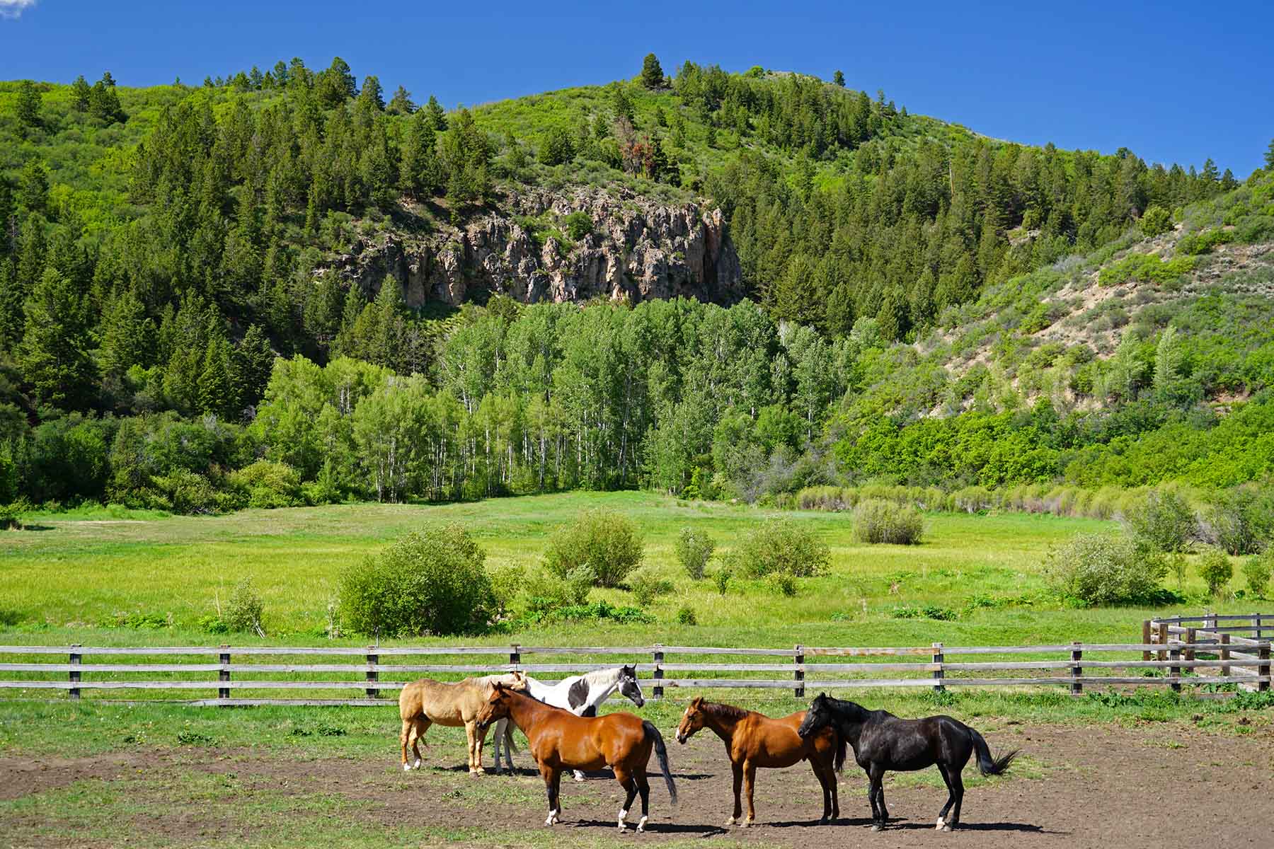 Ranch on Sweetwater property picture 10 of 88
