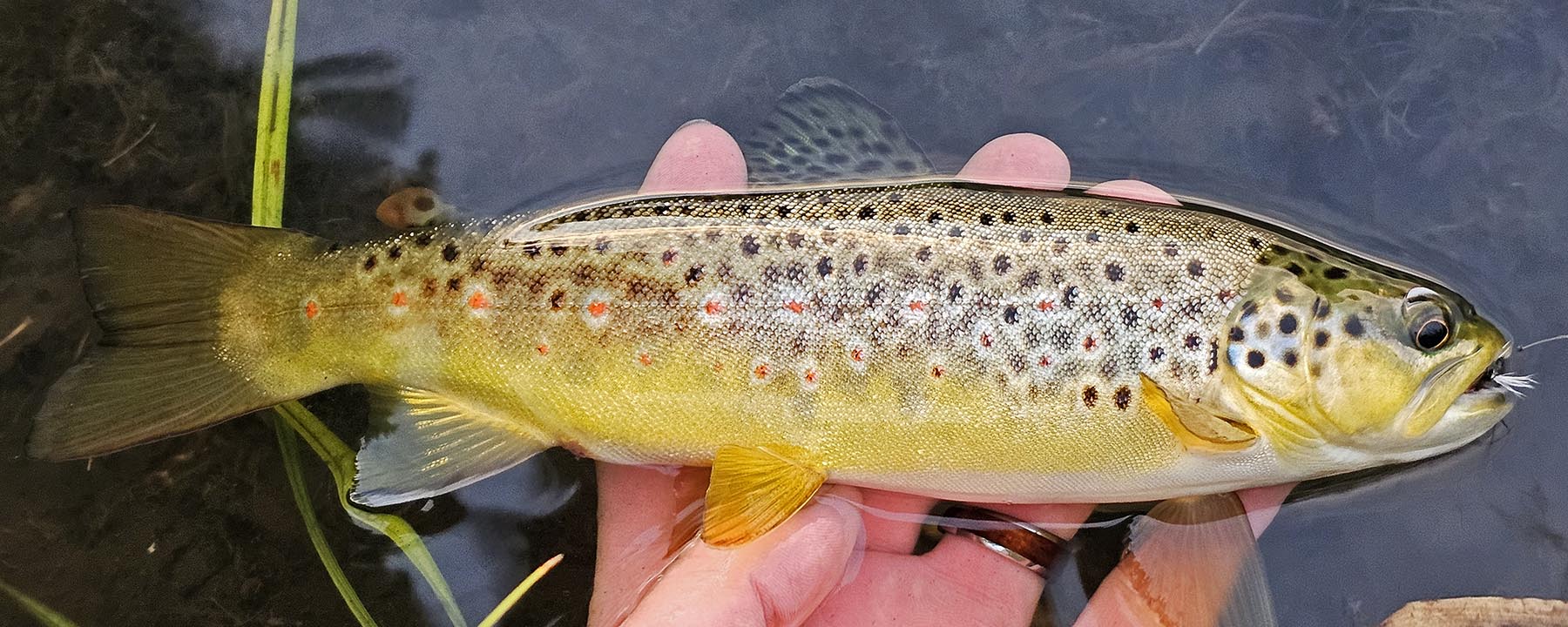 Ranch on Sweetwater property picture 22 of 88