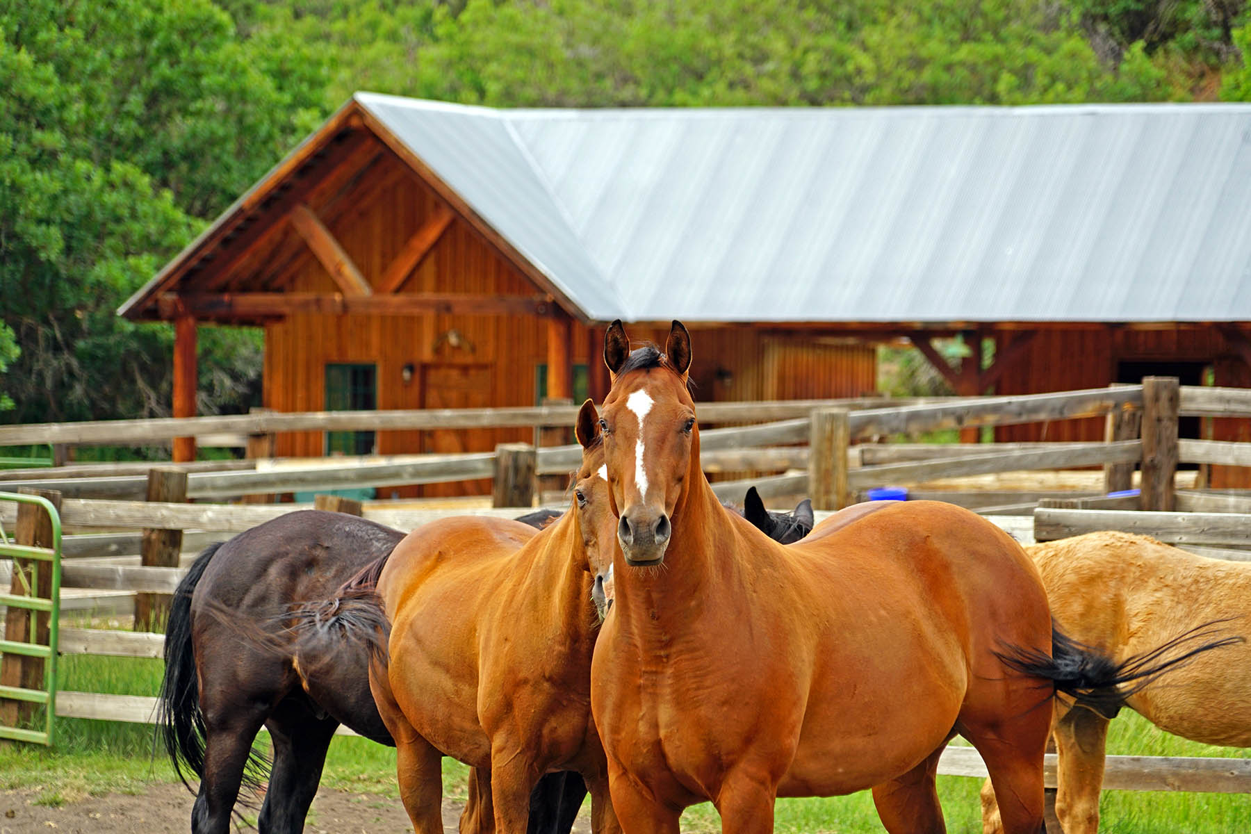Ranch on Sweetwater property picture 87 of 88