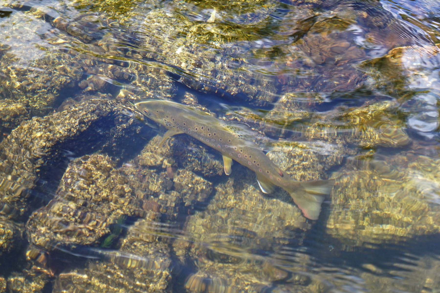 Ranch on Sweetwater property picture 27 of 88