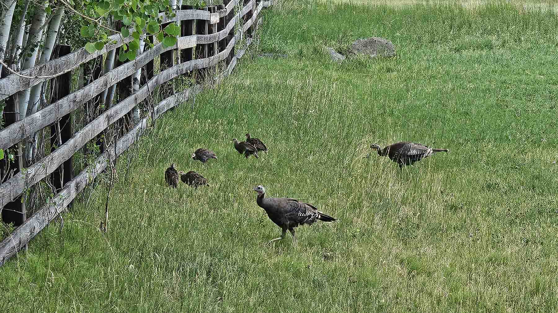 Ranch on Sweetwater property picture 86 of 88