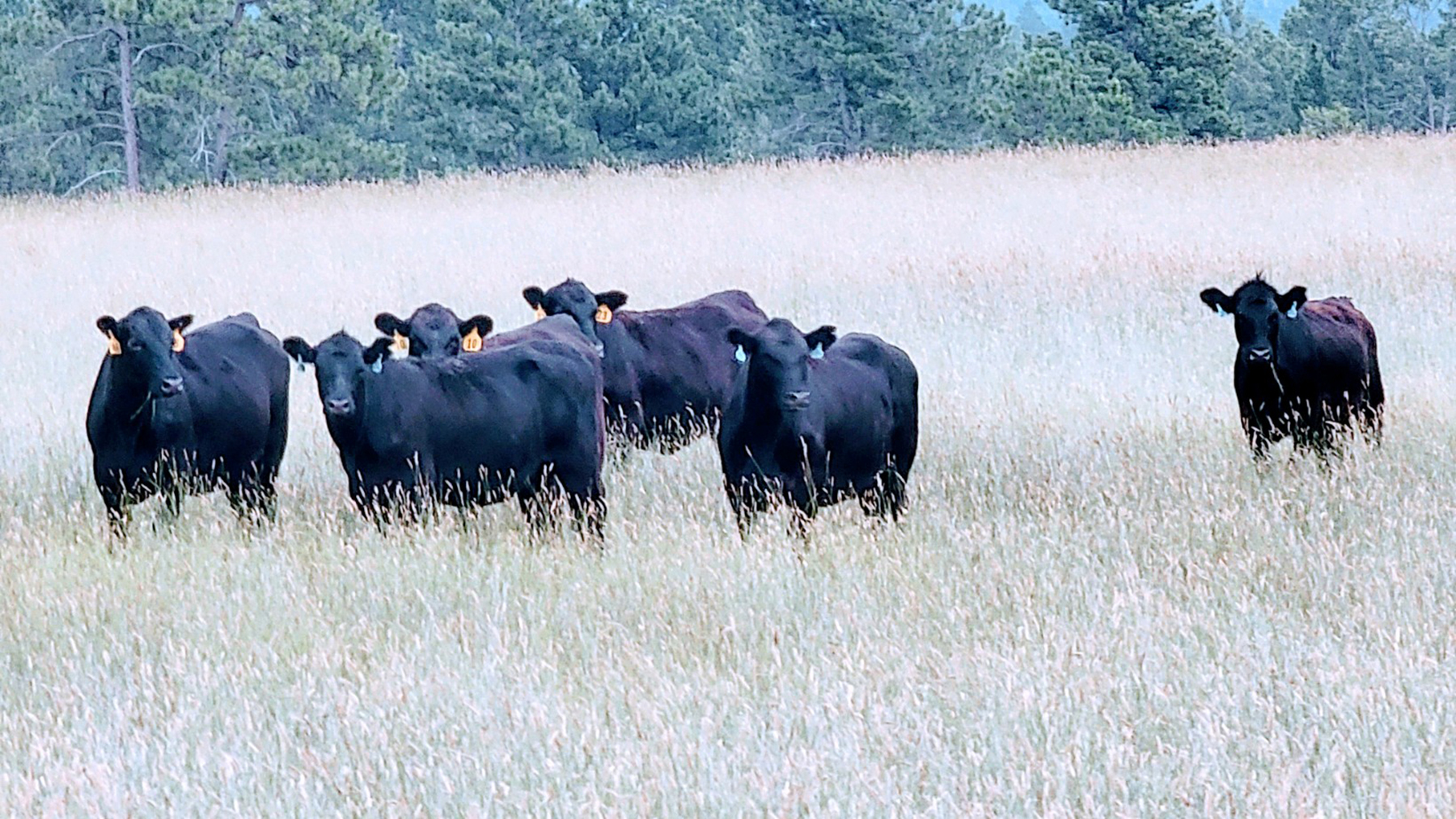 Brand Rock Home Ranch property picture 24 of 36