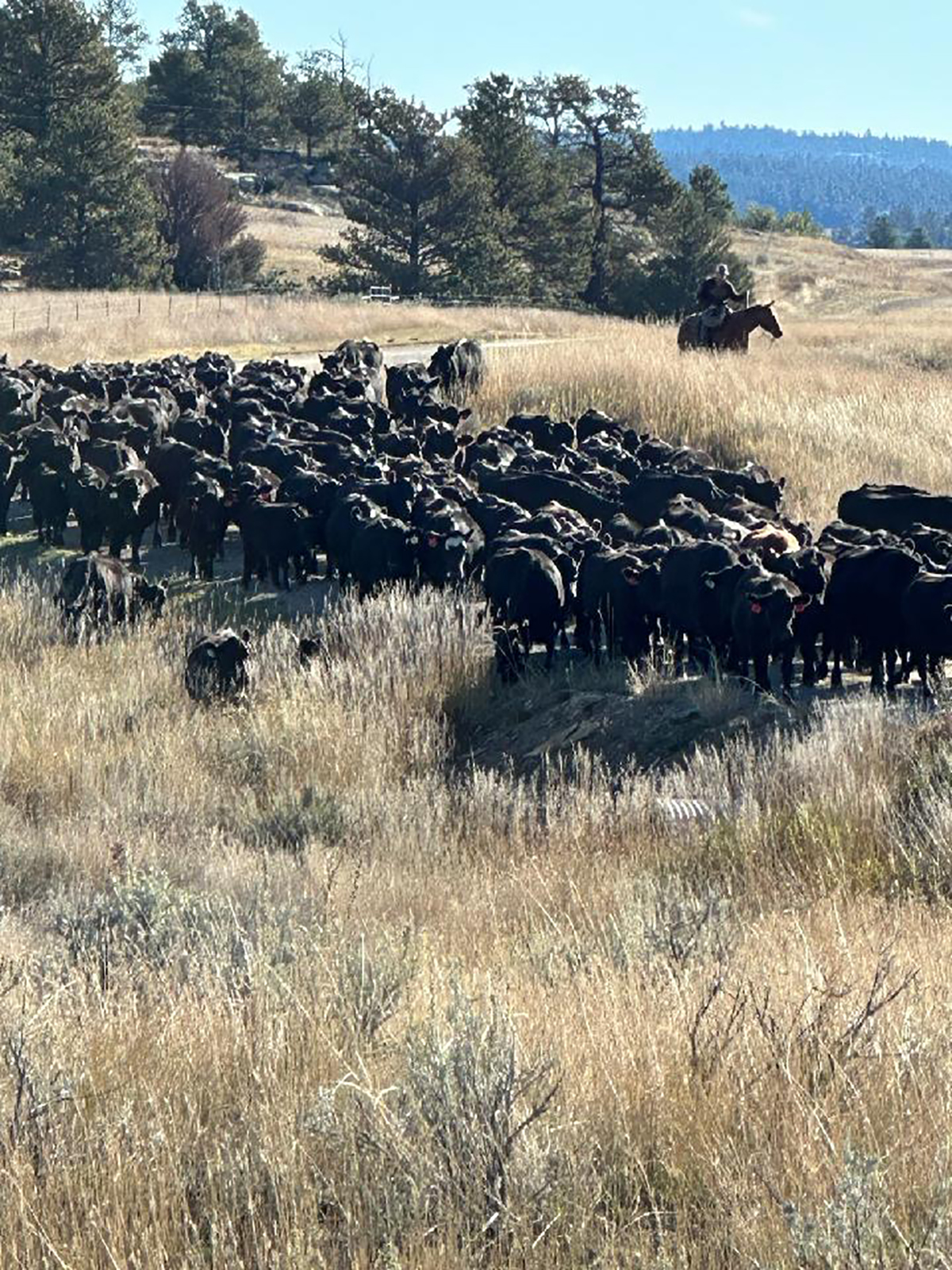 Brand Rock Home Ranch property picture 36 of 36