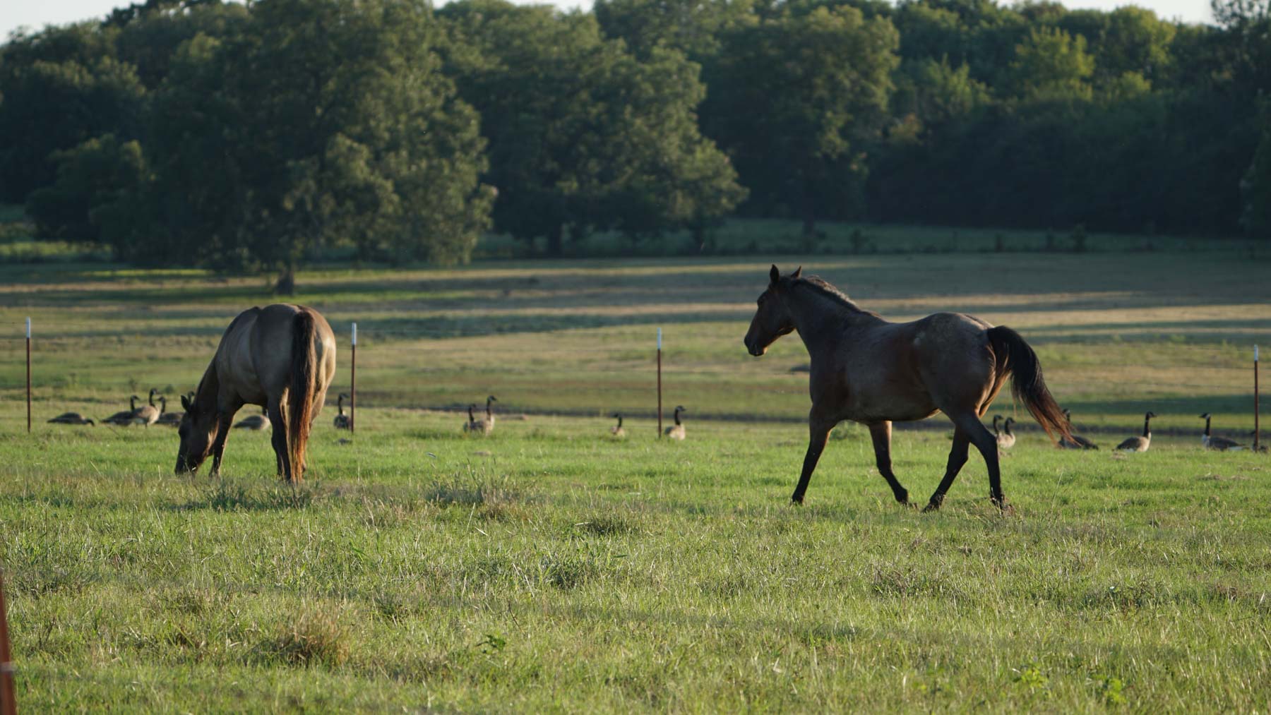 Oklahoma Land Auction property picture 6 of 21