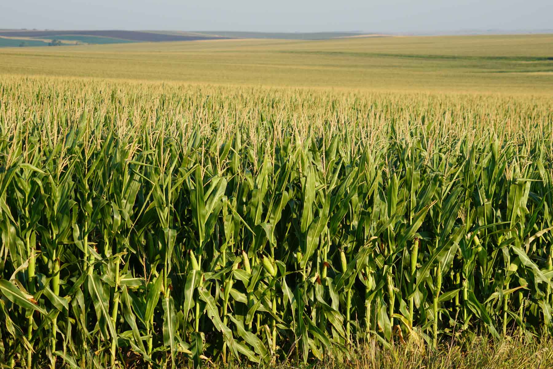 Witten Farms property picture 49 of 76