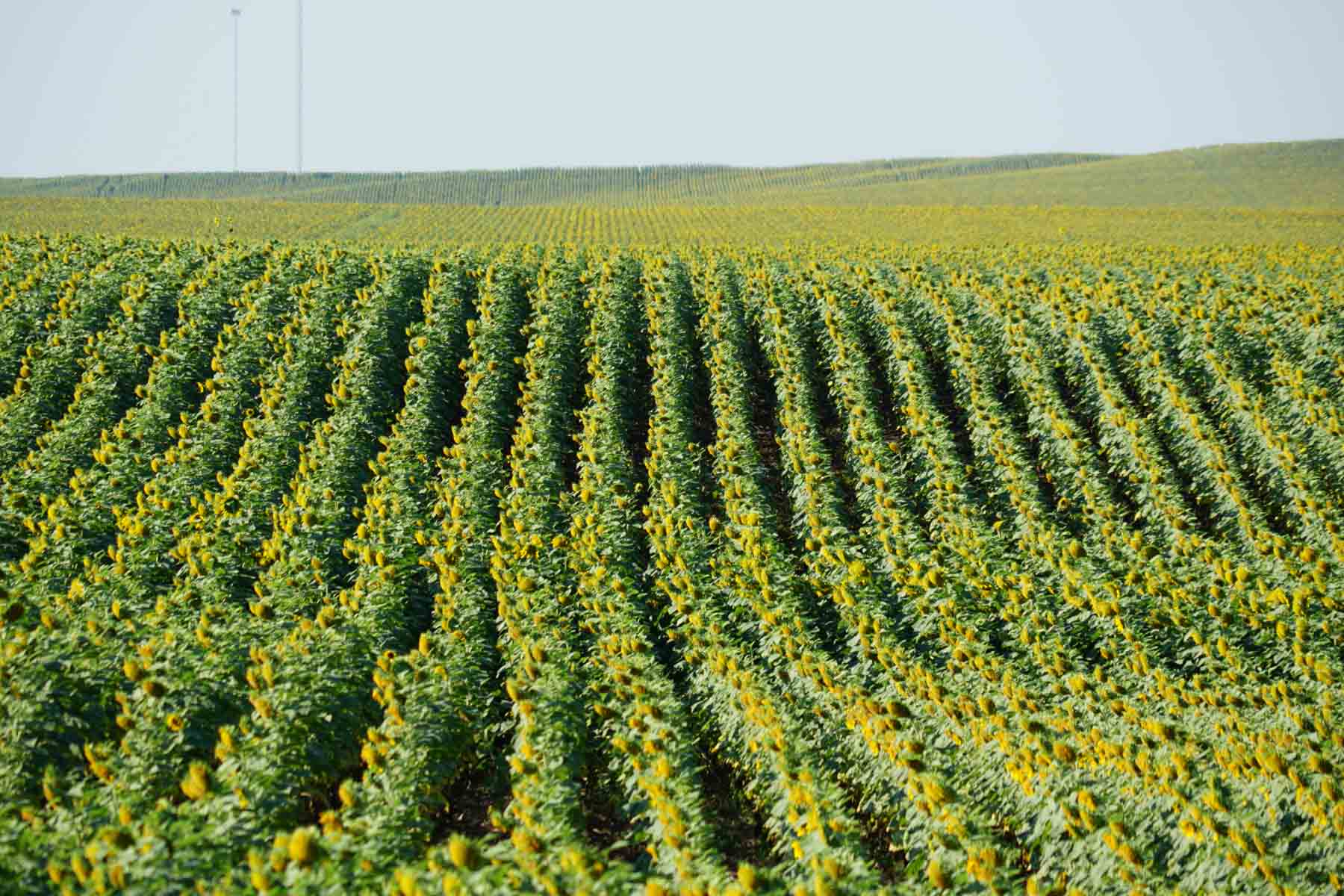 Witten Farms property picture 69 of 76