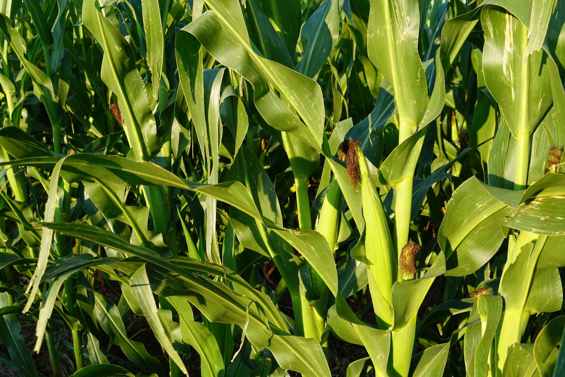 Witten Farms property picture 54 of 76