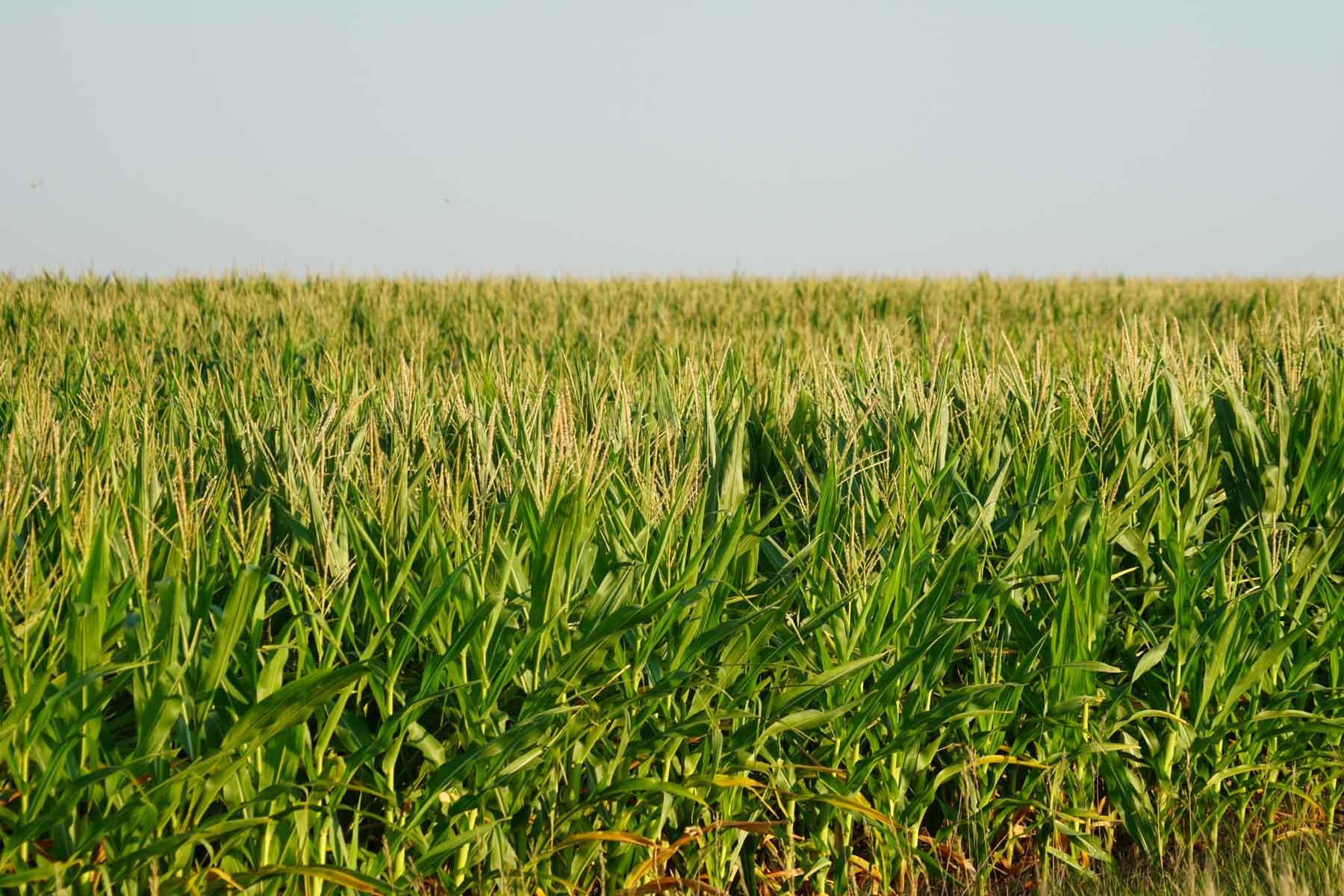 Witten Farms property picture 58 of 76