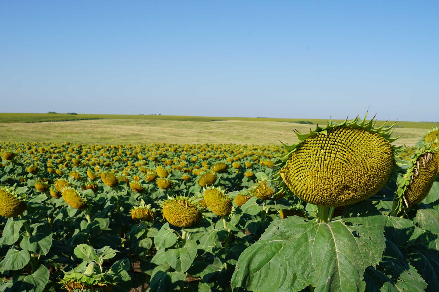 Witten Farms property picture 67 of 76