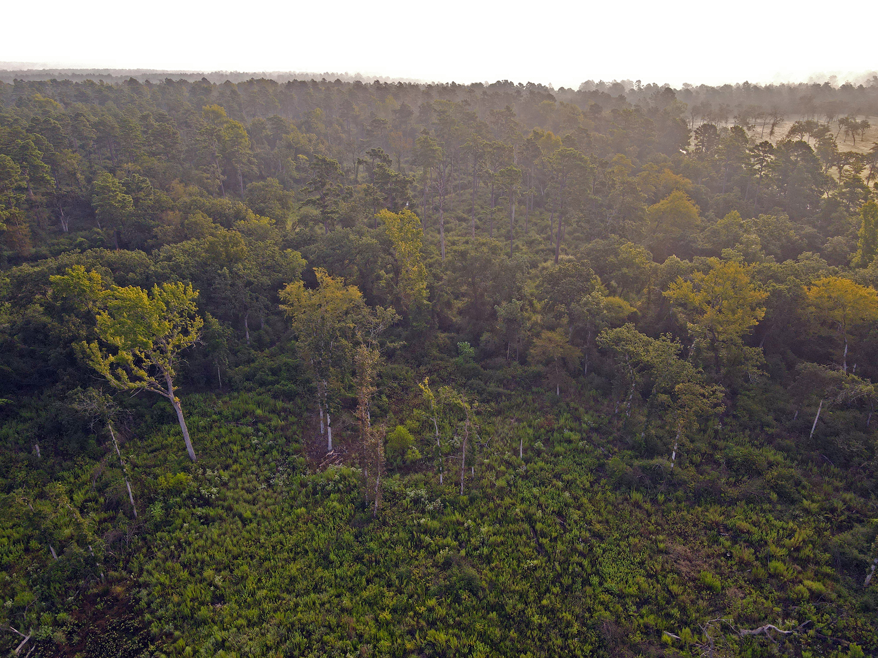 High Pines Reserve property picture 19 of 40