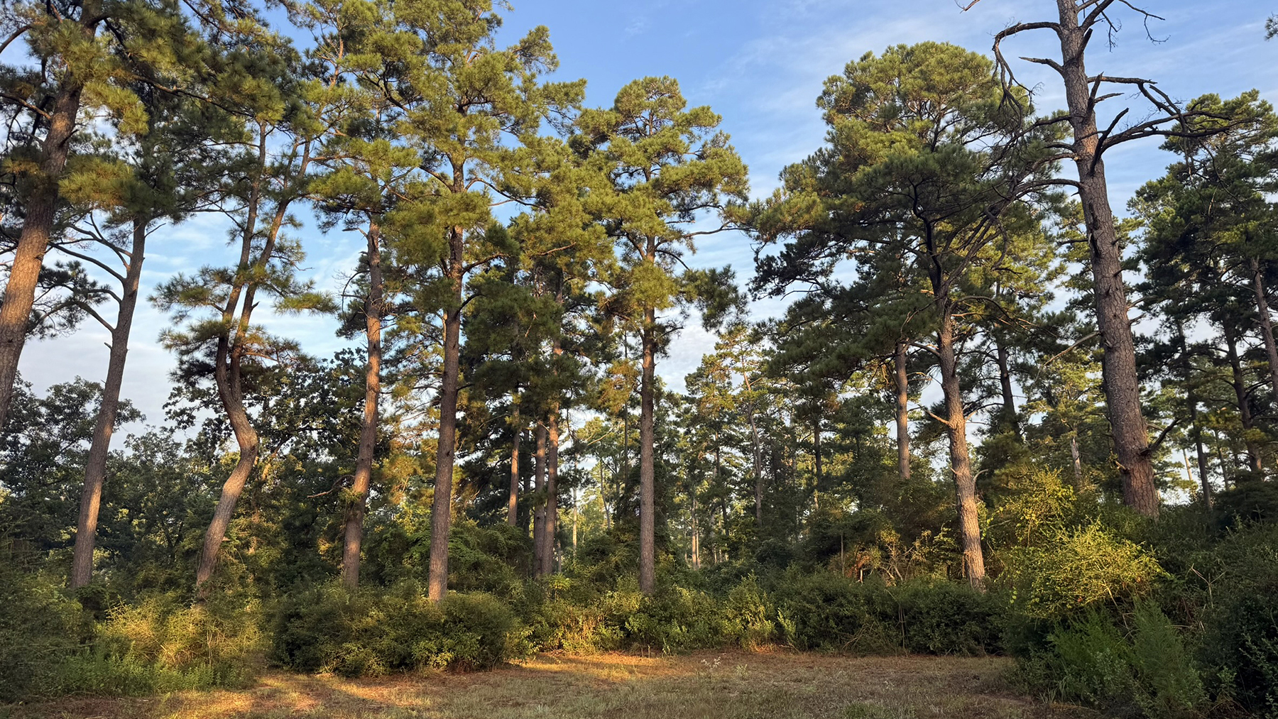 High Pines Reserve property picture 3 of 40