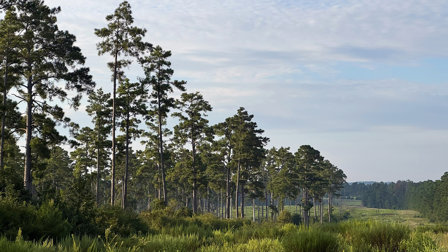 High Pines Reserve property picture 33 of 40