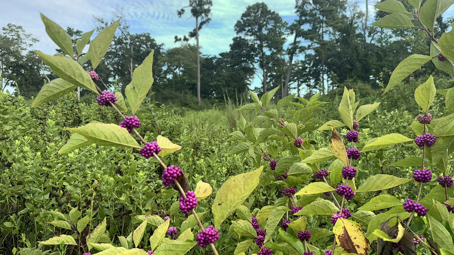 High Pines Reserve property picture 34 of 40