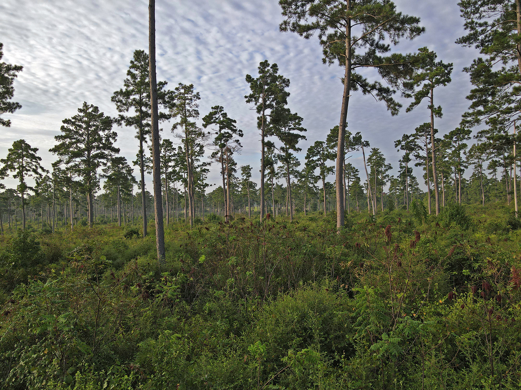 High Pines Reserve property picture 40 of 40