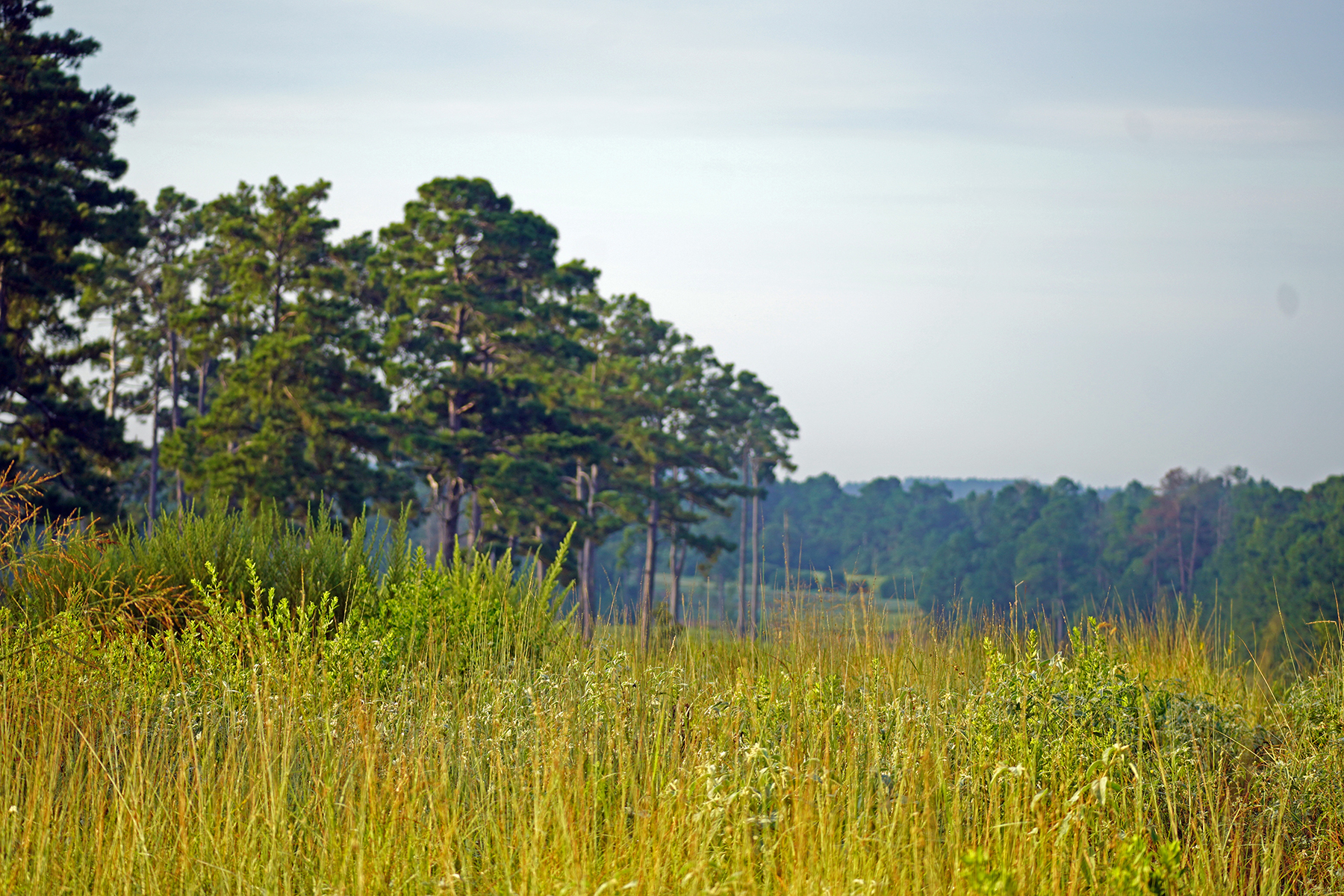 High Pines Reserve property picture 2 of 40