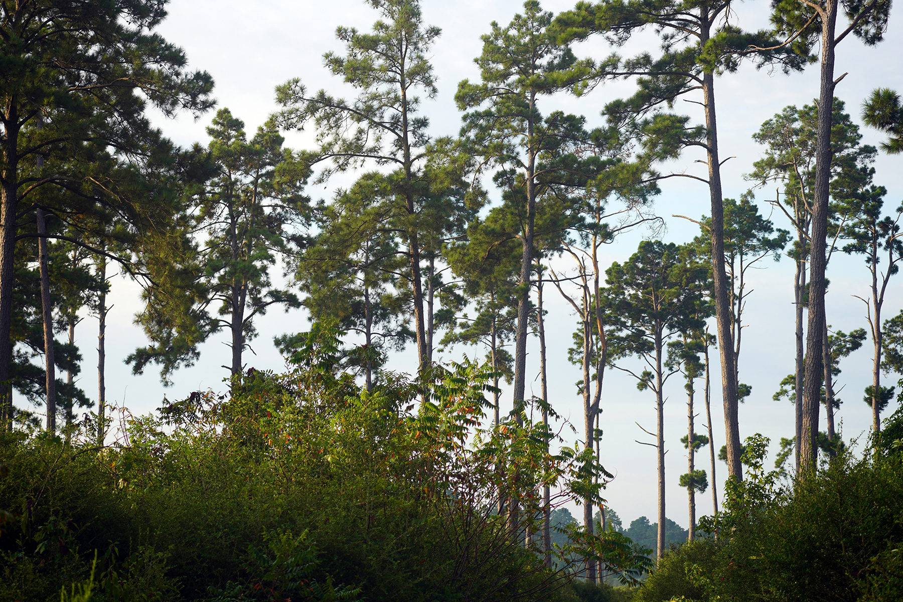 High Pines Reserve property picture 26 of 40