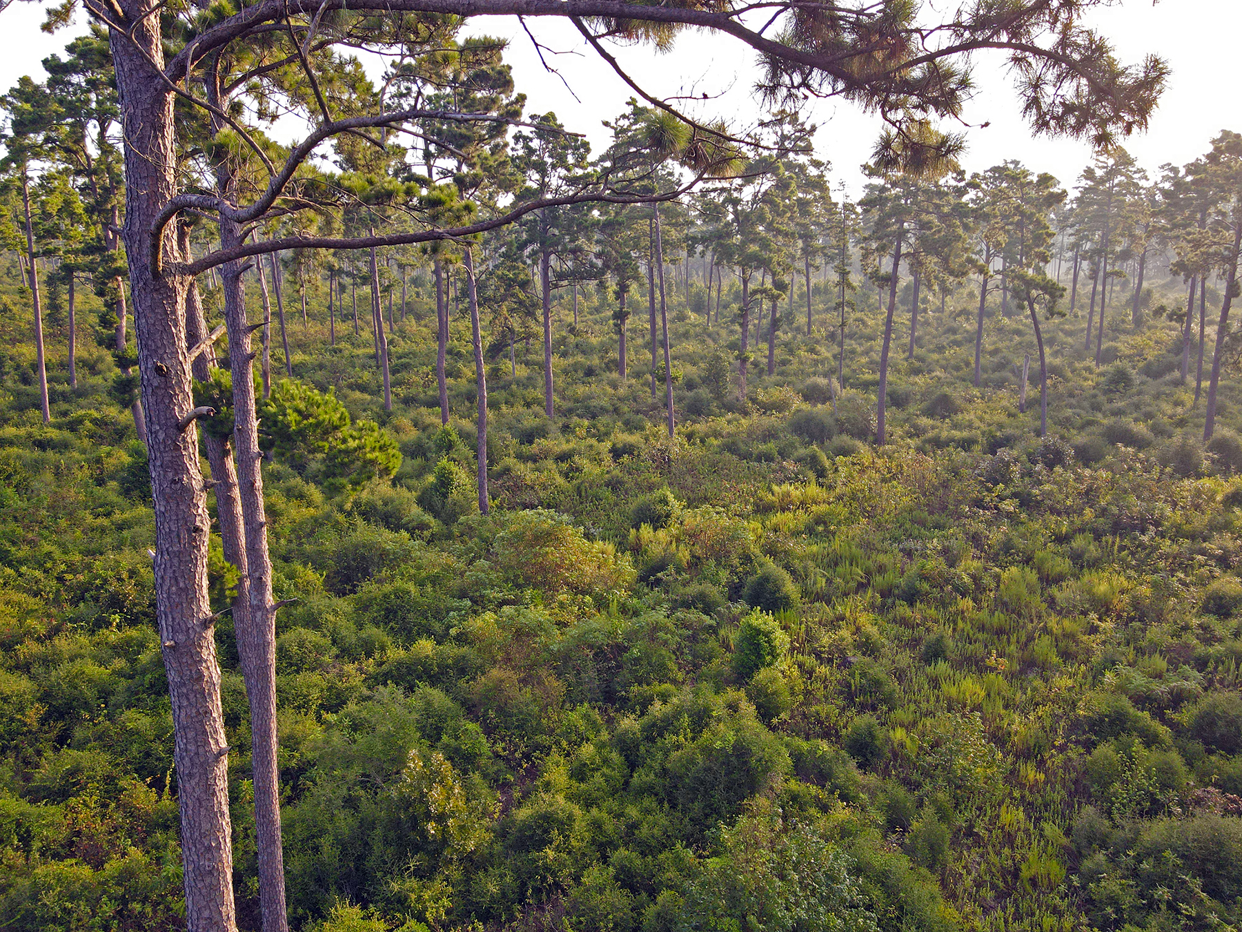 High Pines Reserve property picture 4 of 40