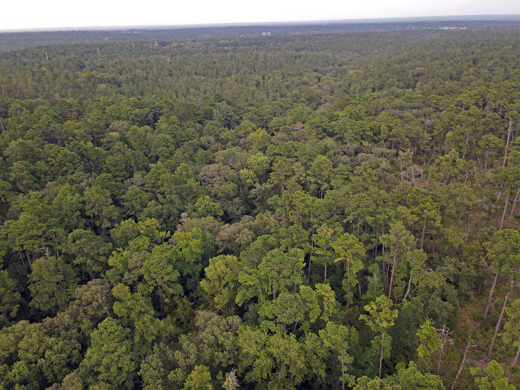 High Pines Reserve property picture 37 of 40