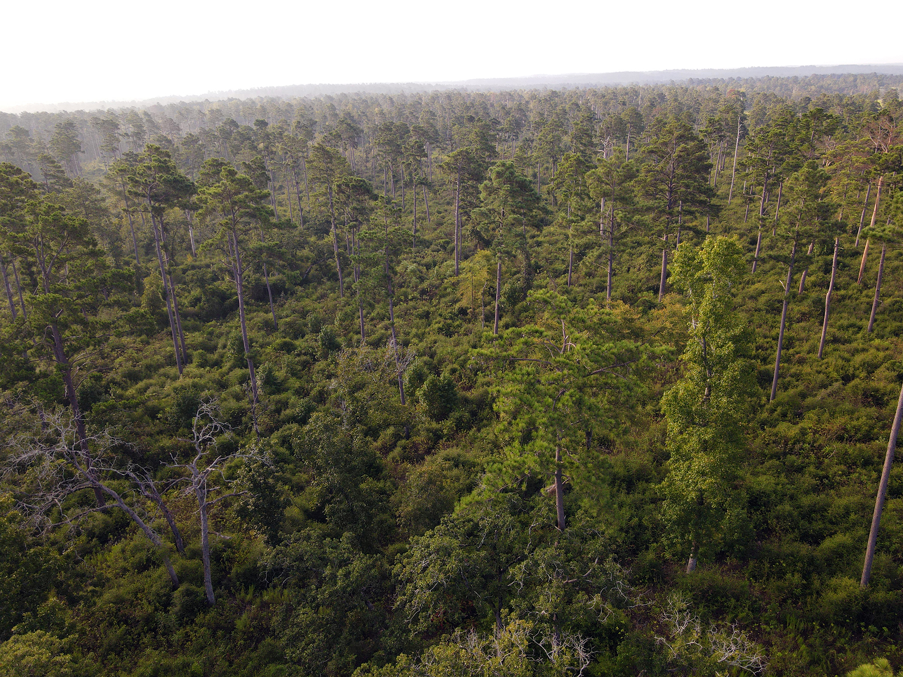 High Pines Reserve property picture 23 of 40