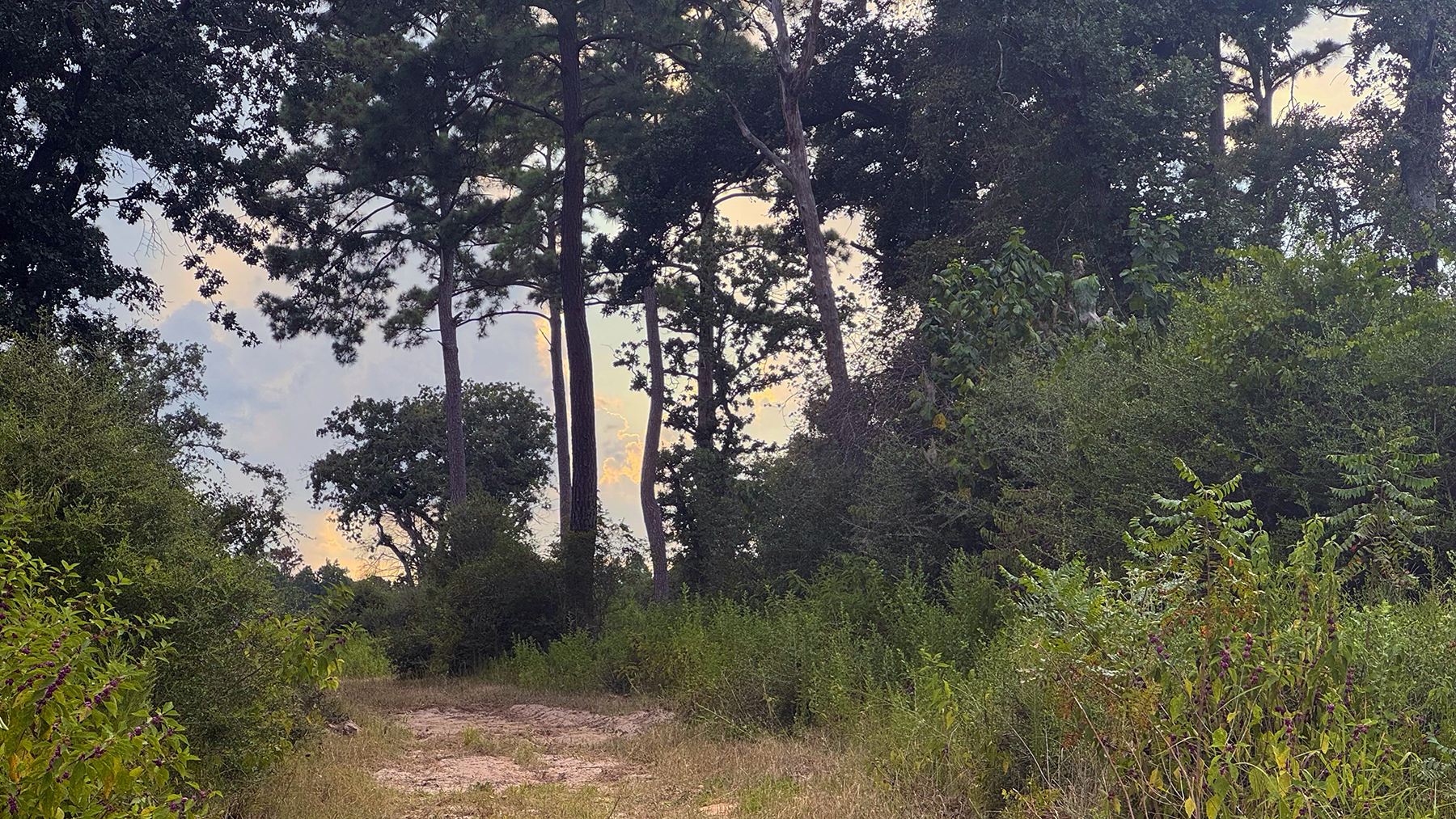 High Pines Reserve property picture 27 of 40