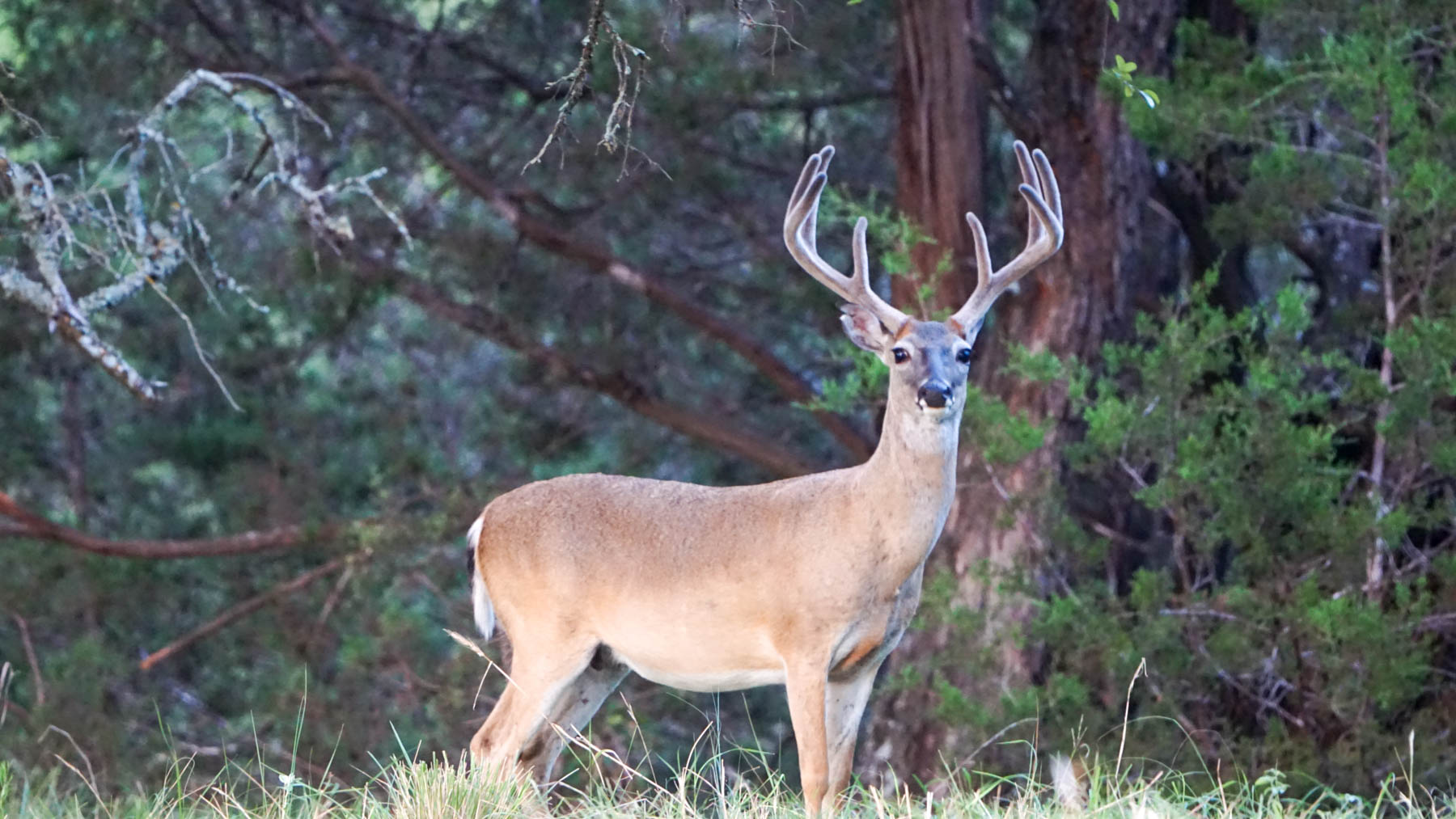 Horsefly Mountain Ranch property picture 24 of 85