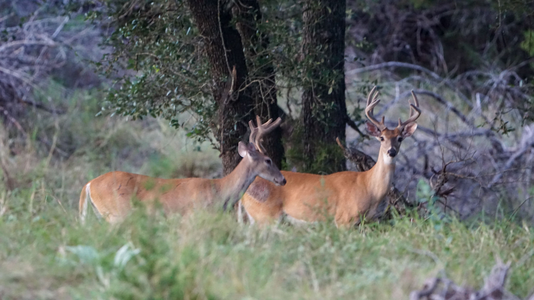 Horsefly Mountain Ranch property picture 54 of 85