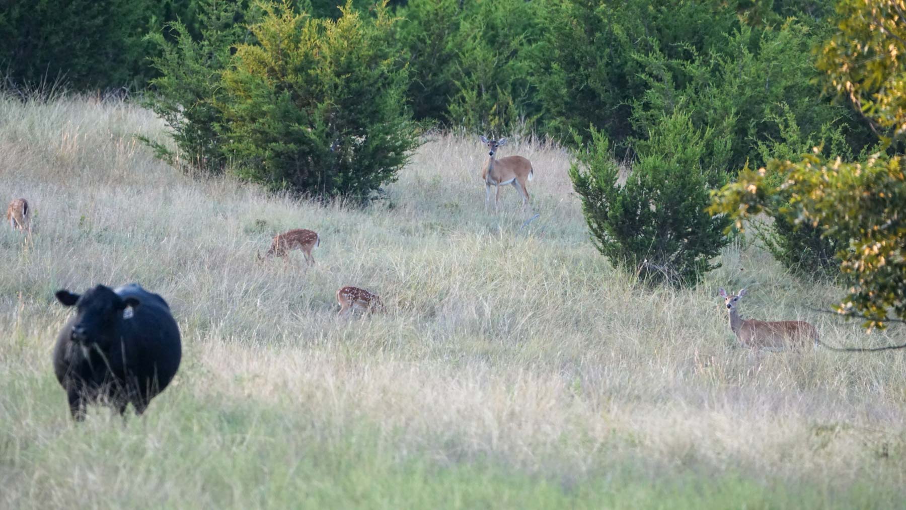 Horsefly Mountain Ranch property picture 51 of 85