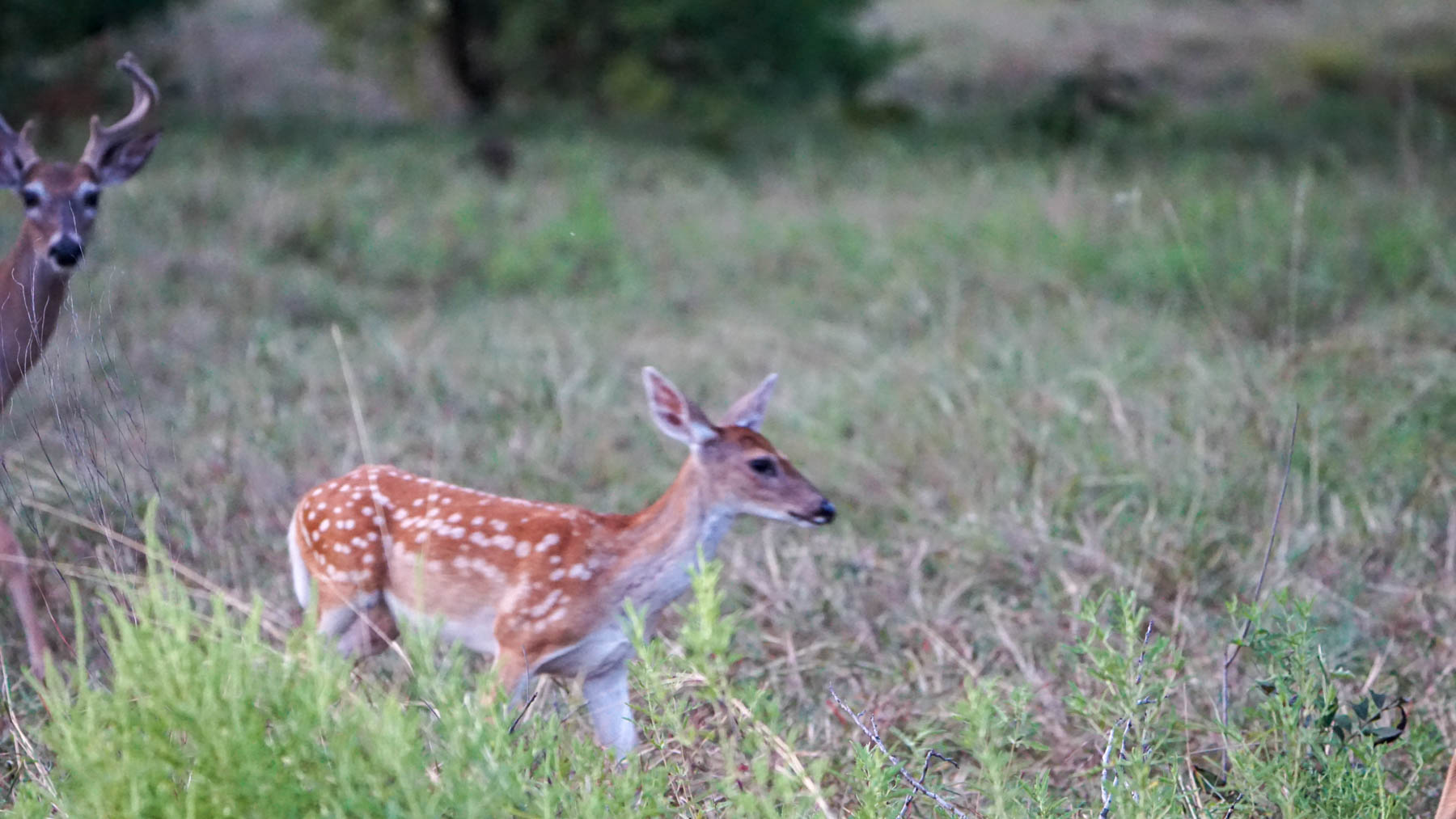Horsefly Mountain Ranch property picture 31 of 85