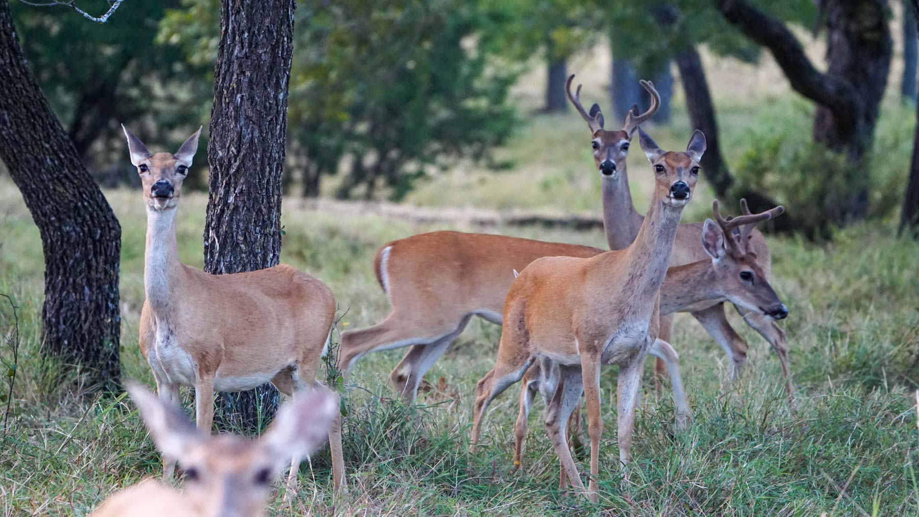 Horsefly Mountain Ranch property picture 52 of 85